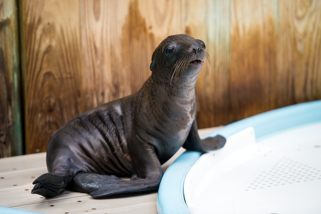 Houston Zoo's new baby sea lion gets a name, takes swim lessons | khou.com